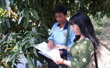 Kiểm tra nhật ký trồng xoài theo hướng VietGAP ở huyện Cao Lãnh (Đồng Tháp).