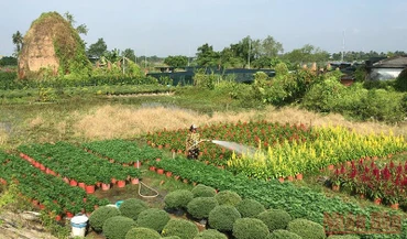 Một góc làng hoa Chợ Lách, tỉnh Bến Tre. (Ảnh: Hoàng Trung)