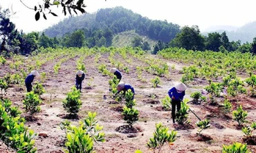 Bà con trồng rừng ở Quảng BÌnh.