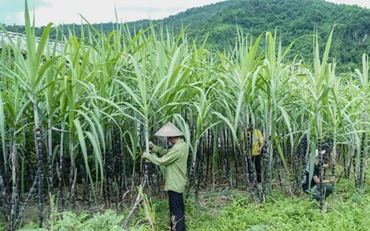 Lượng nhập khẩu gia tăng đột biến là nguyên nhân chính gây thiệt hại cho ngành mía đường trong nước. (Ảnh minh họa: TTXVN)