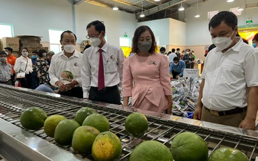 Sản phẩm bưởi da xanh sẽ được xuất khẩu sang thị trường Mỹ trong thời gian tới.