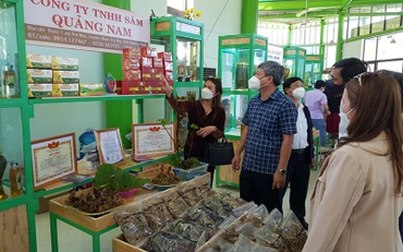 Nhiều doanh nghiệp tham gia giới thiệu, bán các sản phẩm sâm Ngọc Linh.