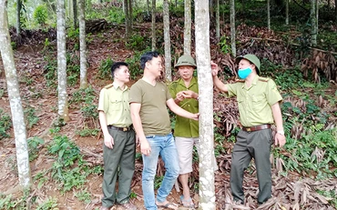 Gia đình anh Lý Ngọc Đình ở xóm Đồng Đình, xã Kim Phượng, huyện Định Hóa (Thái Nguyên) trồng được 15 ha quế.