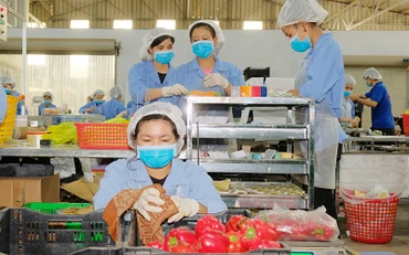 Công nhân Công ty TNHH Sản xuất thương mại nông sản Phong Thúy (Lâm Ðồng) sơ chế trái cây xuất khẩu. Ảnh minh họa: QUANG HIẾU