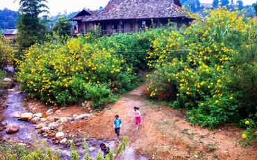 Vẻ đẹp dã quỳ.