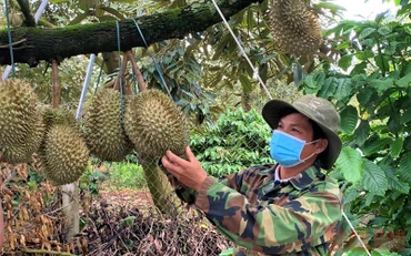 Nông dân huyện Krông Pắc kiểm tra vườn sầu riêng trước khi thu hoạch.