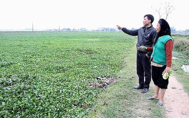 Cánh đồng ở xã Hoàng Lâu, huyện Tam Dương (Vĩnh Phúc) bị bèo tây Nhật Bản xâm lấn không thể canh tác. Ảnh: THANH HUYỀN
