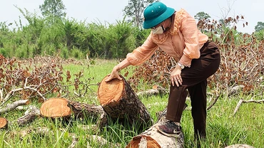 Nhiều cây rừng tại tiểu khu 212, xã Ia Rvê, huyện Ea Súp có đường kính lớn bị triệt hạ, nhưng các đối tượng chưa kịp vận chuyển gỗ ra khỏi hiện trường.