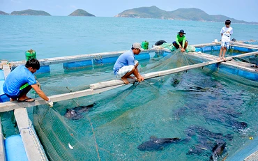 Ngư dân xã Nam Du, huyện Kiên Hải (Kiên Giang) thu hoạch cá nuôi lồng bè trên biển. Ảnh: VINH TÂM