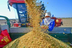Thu hoạch đậu tương tại Lạc Dương, tỉnh Hà Nam, Trung Quốc. (Ảnh: THX/TTXVN)