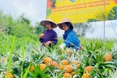 Các hộ dân là đồng bào dân tộc thiểu số xã Nậm Chua, huyện Nậm Pồ thu hoạch dứa.