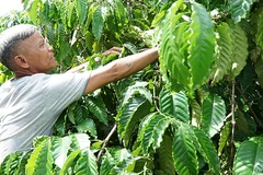 Nông dân trồng cà-phê ở Tây Nguyên. (Ảnh PHÚC THẮNG)
