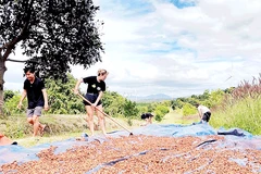 Tình nguyện viên nước ngoài trải nghiệm quy trình sản xuất cà-phê tại Fair Farm.