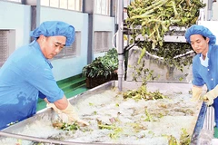 Quy trình sản xuất sản phẩm atisô tại nhà máy của Ladophar ở khu công nghiệp Phú Hội.