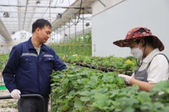 Hợp tác xã Rau quả sạch Chúc Sơn (huyện Chương Mỹ, Hà Nội) sử dụng công nghệ AI trong sản xuất nông nghiệp.