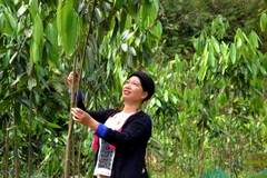 Bí thư Chi bộ thôn Khe Tắm Bàn Thị Nhắn chăm sóc đồi quế của gia đình.