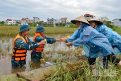 Cứu lúa ngập (Ảnh minh họa: THẾ ĐẠI)