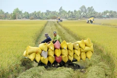 Nông nghiệp xanh luôn là điểm đến quan trọng của dòng tín dụng xanh. Ảnh: Lê Tất Tiên