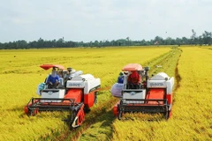 Thu hoạch lúa ở Đồng bằng sông Cửu Long.