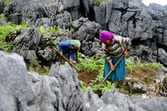 Với sự cần cù, người dân đã khiến đá trổ xanh. Ảnh: Giang Toan