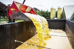 Nhiều lô trứng nhiễm độc trong các trang trại Hà Lan phải mang đi tiêu hủy. Ảnh: EPA