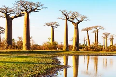 Châu Phi đối mặt với nạn phá rừng nghiêm trọng. Ảnh: EARTH