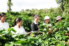Nhiều vườn cà-phê ở Hướng Hóa đã thành điểm đến du lịch.