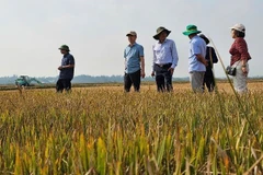 Đoàn công tác kiểm tra về tình hình hạn hán, thiếu nước tại các tỉnh Đắk Lắk, Gia Lai và Kon Tum. (Nguồn: Cục Quản lý và Xây dựng công trình thủy lợi)