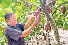 Ông Nguyễn Thanh Long trong vườn ca-cao của gia đình.