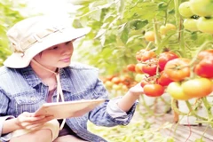 Tham gia chương trình “tick xanh trách nhiệm” các đơn vị cung cấp phải bảo đảm chất lượng nông sản theo tiêu chuẩn.