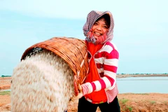 Những bông hoa muối nhen lên niềm hy vọng về một mùa bội thu.