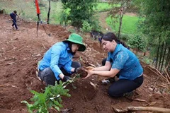 Cán bộ huyện Tuần Giáo hỗ trợ người dân trồng 1.000 cây mắc-ca để chuyển đổi cây trồng và phủ xanh đất trống đồi núi trọc.
