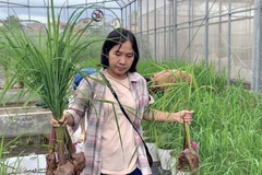 Nghiên cứu sinh tham gia thí nghiệm về chỉnh sửa hệ gen trên cây lúa. 