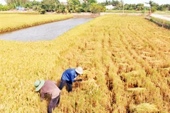 Thu hoạch lúa hữu cơ ở ấp Rạch Sâu, xã Long Hòa, huyện Châu Thành, tỉnh Trà Vinh. 