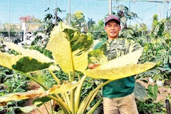 Anh Vũ Văn Lâm bên gốc trầu bà monstera. 