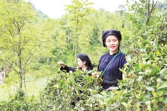 Trồng chè dưới tán rừng cây hồi tại thôn Khau Phụ, xã Bình Gia (Lạng Sơn), đem lại hiệu quả kinh tế cao. (Ảnh nhandan.vn) 