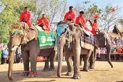 Những con voi tham gia Hội voi Buôn Đôn. 