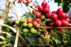 Vụ thu hoạch cà-phê sắp tới được dự báo là bội thu.