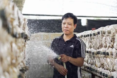 Mô hình trồng nấm sạch mang lại hiệu quả kinh tế cao ở Tân Kỳ