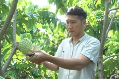 Mô hình na Thái ghép na bản địa cho hiệu quả kinh tế cao của nông dân Bùi Văn Lộc.