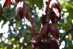 Cây ca-cao được trồng nhiều ở Đắk Lắk. (Ảnh: Tuấn Anh/TTXVN)