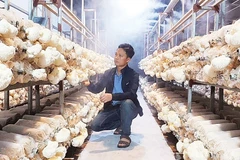 Khu sản xuất nấm của anh Nguyễn Văn Tú, Chủ tịch Hội đồng quản trị kiêm Giám đốc điều hành Hợp tác xã Đầu tư sản xuất và thương mại phát triển nấm sạch Việt Tú.
