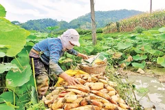 Người dân ở thôn Bản Lành, xã Hòa Cư, Cao Lộc (Lạng Sơn), thu hoạch củ sen dưới chân ruộng lúa.