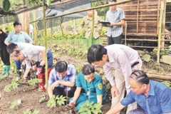 Cán bộ Sở Khoa học và Công nghệ tỉnh Bắc Kạn kiểm tra việc thu thập giống loài sâm mới phát hiện tại huyện Ba Bể. (Ảnh NGUYỄN HÙNG)