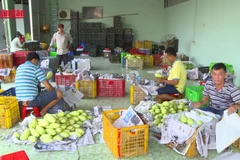 [Video] Xoài Việt Nam chiếm lĩnh thị trường Trung Quốc