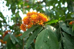 Ảnh hoa vàng anh nở rộ tháng 3