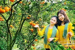 Rực rỡ vườn xuân