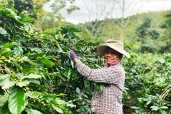 Cây cà-phê càng phát triển mạnh mẽ nhờ thảm xanh liền kề.