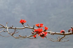 Ảnh: ANH QUÂN