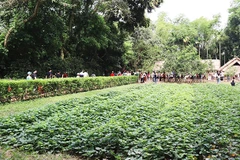 Không gian bình dị, thân thuộc của gia đình Bác ở Kim Liên, Nam Đàn, Nghệ An luôn được chăm sóc cẩn thận để đón những bước chân từ muôn nơi về thăm.